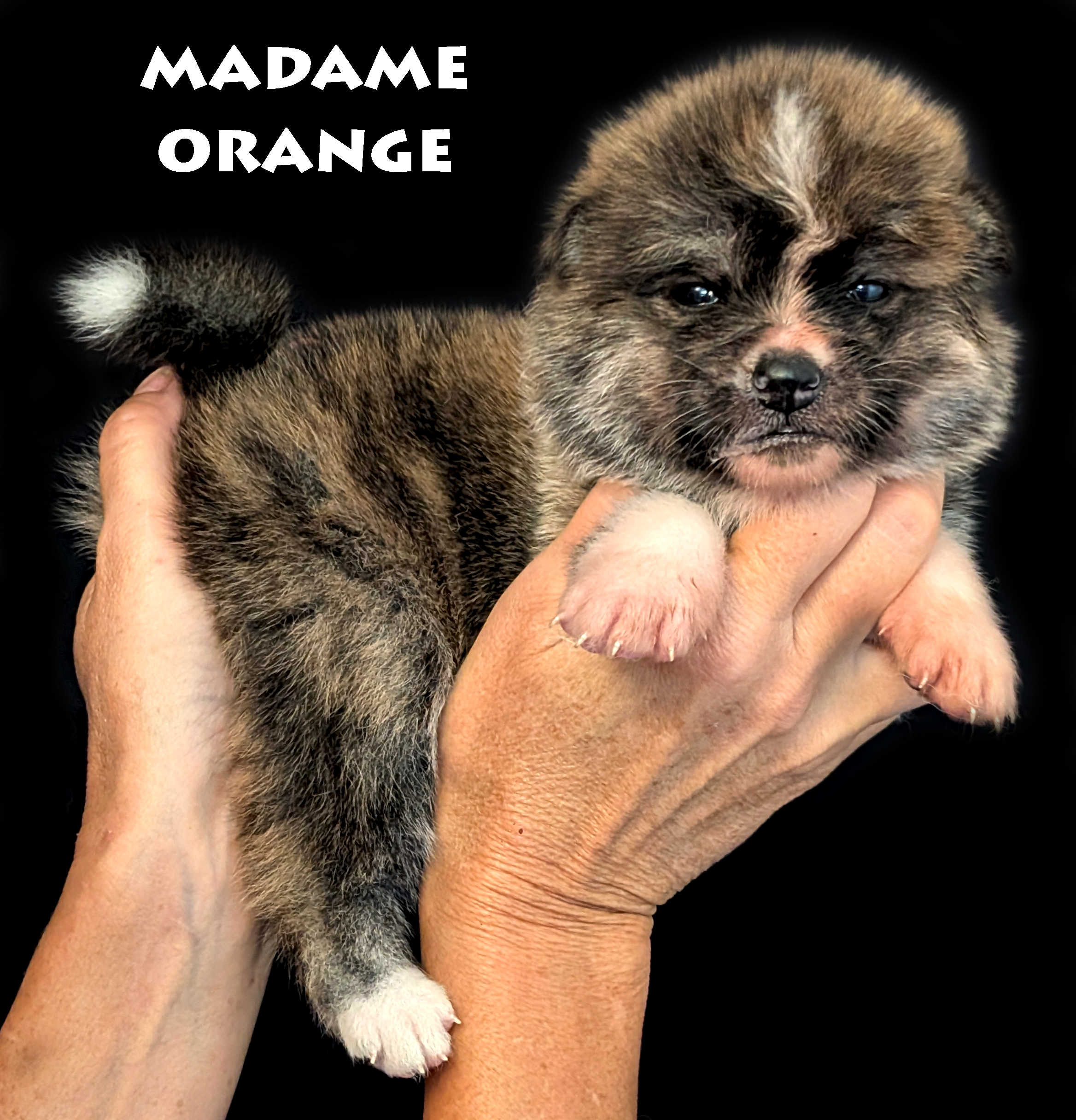 Chiot Akita Inu Bringé-roux de 28 jours, photo prise en studio professionnel, par Akita Imperial