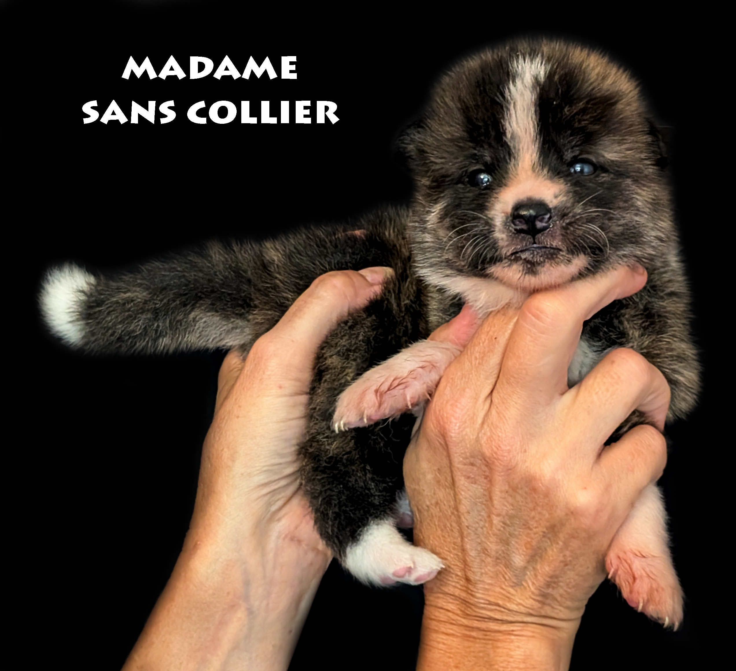 Chiot Akita Inu Bringé-roux de 28 jours, photo prise en studio professionnel, par Akita Imperial