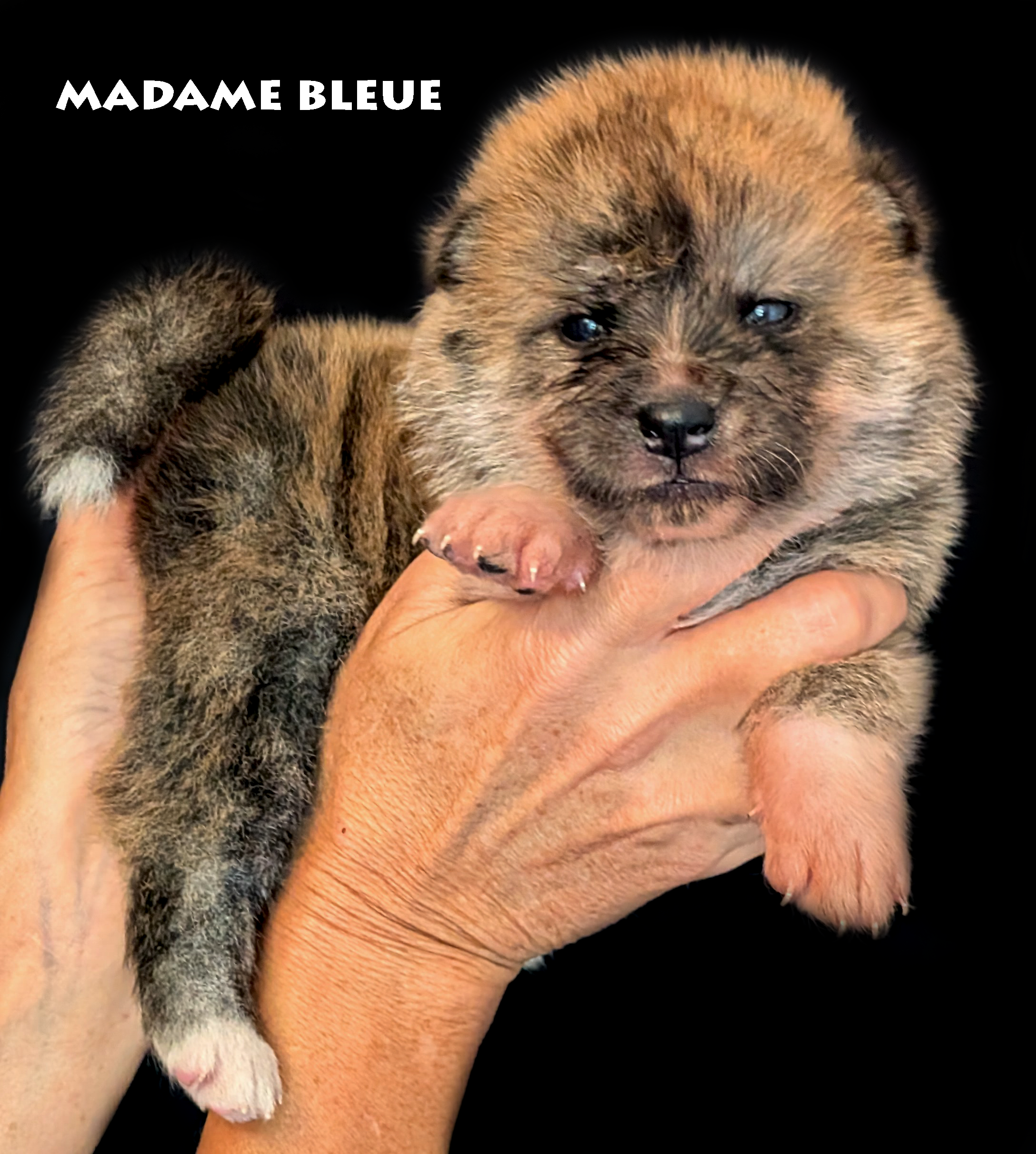 Chiot Akita Inu Bringé-roux de 28 jours, photo prise en studio professionnel, par Akita Imperial