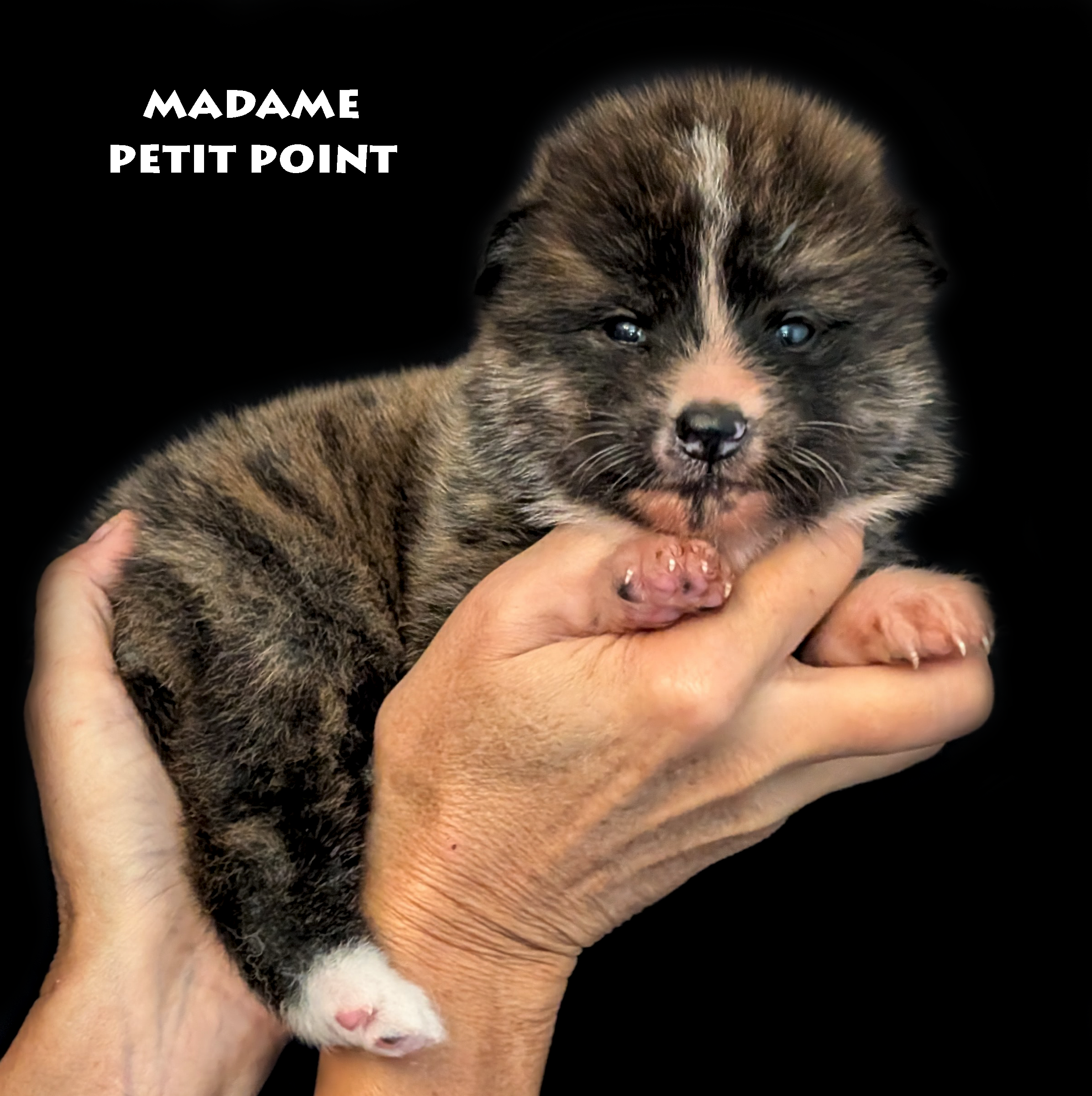 Chiot Akita Inu Bringé-roux de 28 jours, photo prise en studio professionnel, par Akita Imperial