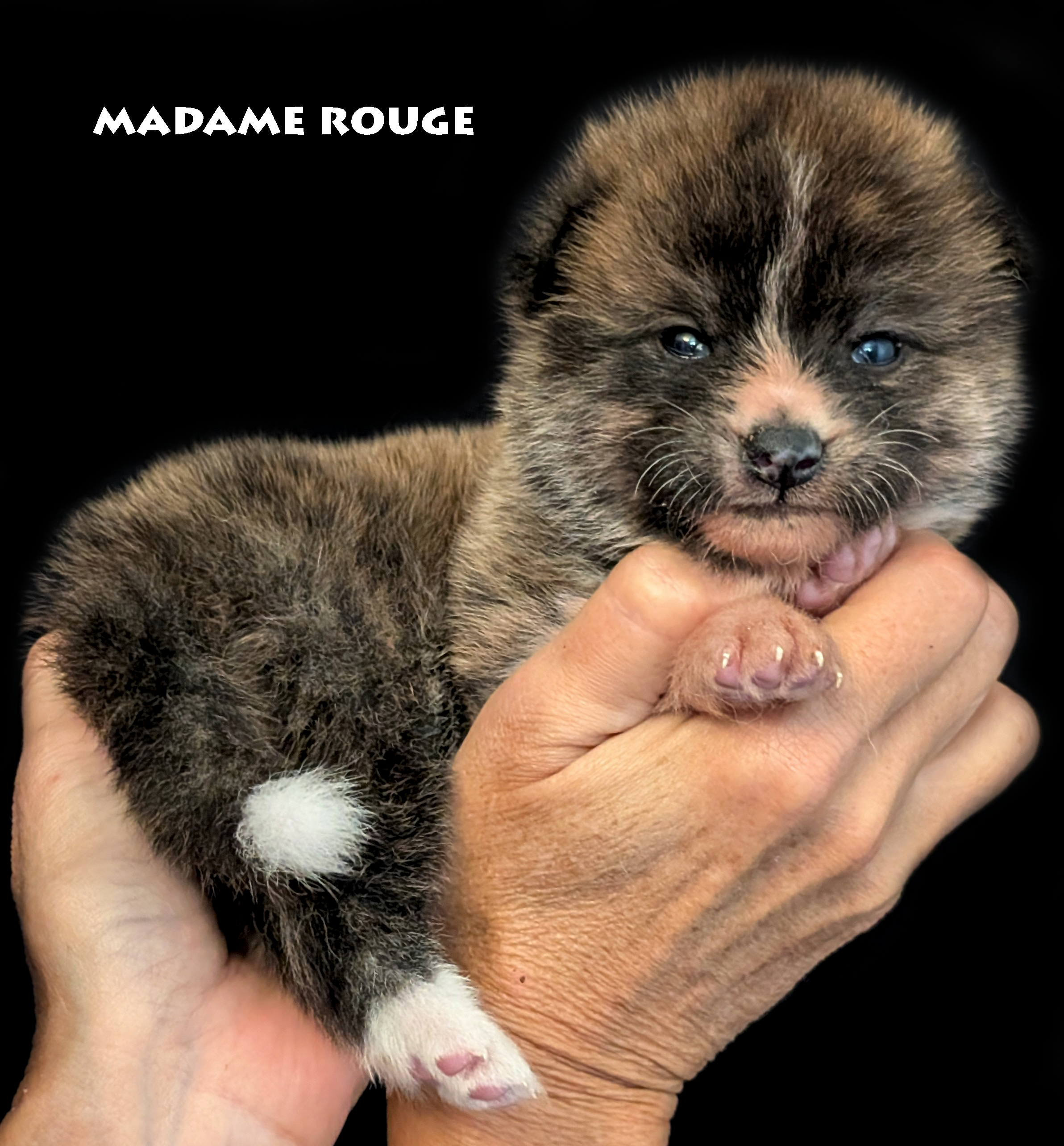Chiot Akita Inu Bringé-roux de 28 jours, photo prise en studio professionnel, par Akita Imperial