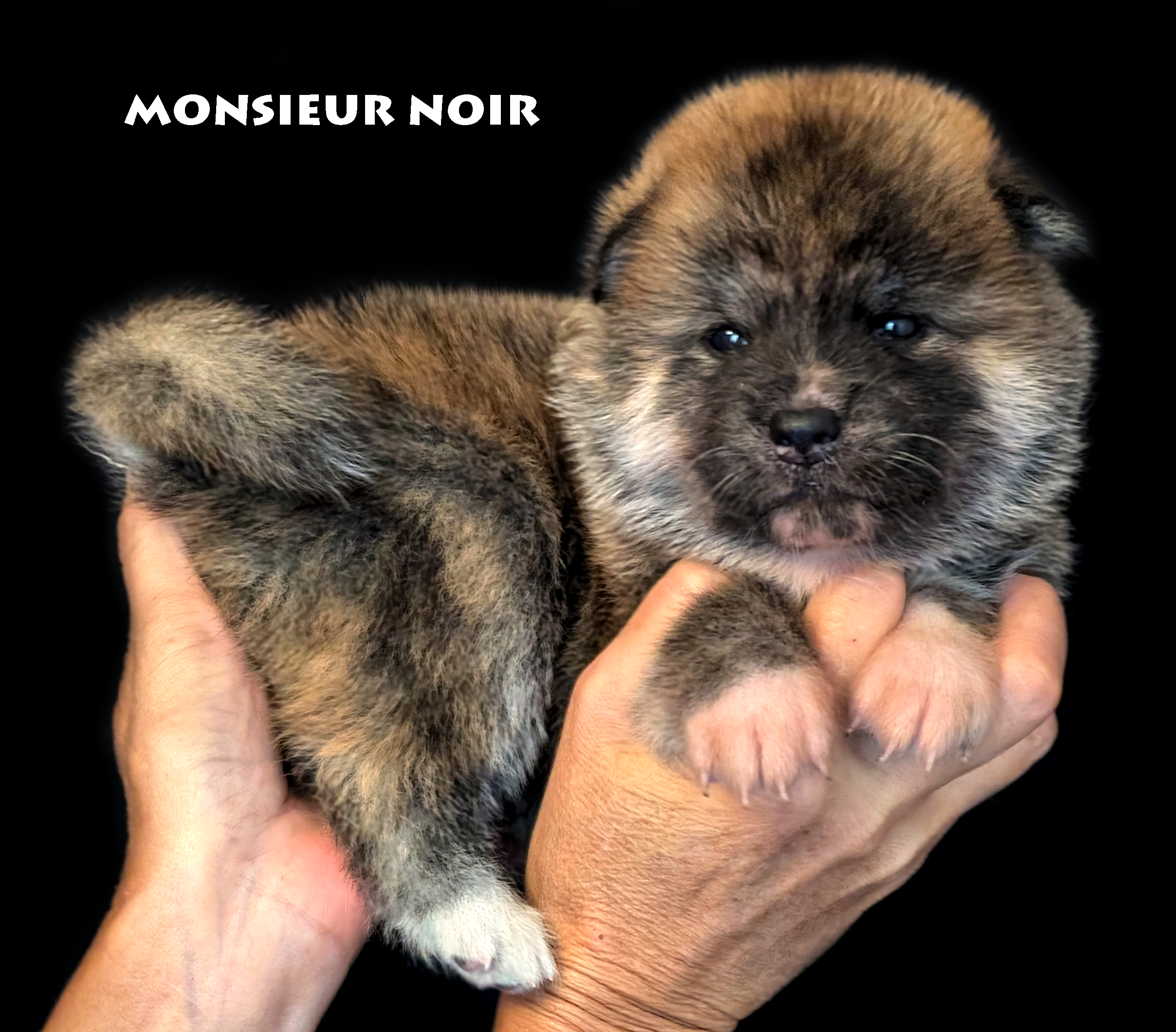 Chiot Akita Inu Bringé-roux de 28 jours, photo prise en studio professionnel, par Akita Imperial