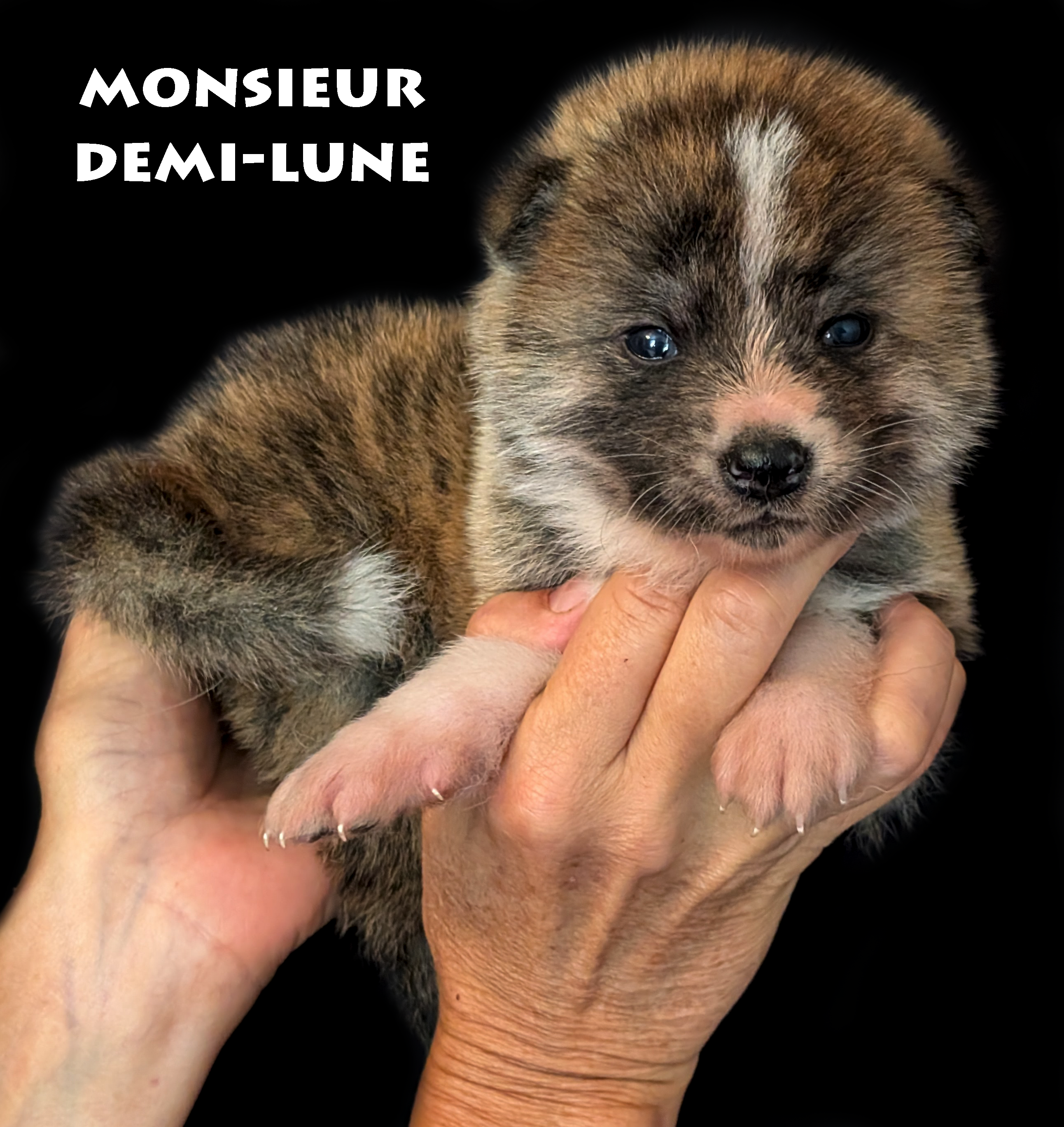 Chiot Akita Inu Bringé-roux de 28 jours, photo prise en studio professionnel, par Akita Imperial