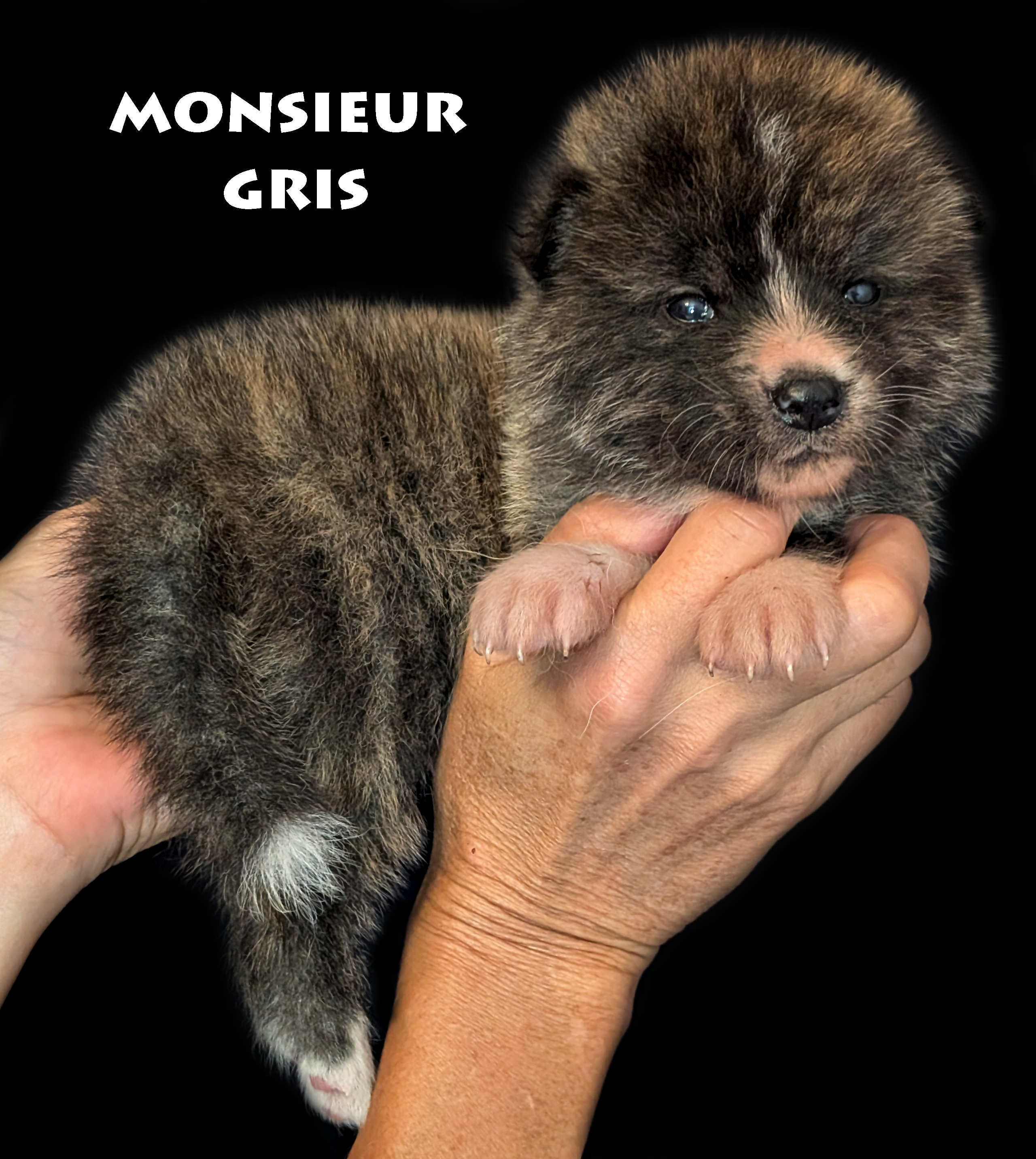 Chiot Akita Inu Bringé-roux de 28 jours, photo prise en studio professionnel, par Akita Imperial