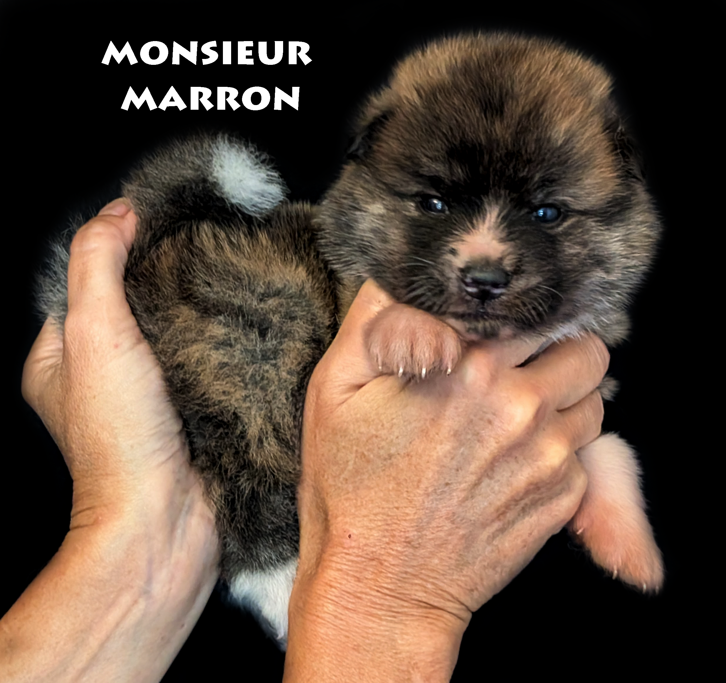 Chiot Akita Inu Bringé-roux de 28 jours, photo prise en studio professionnel, par Akita Imperial