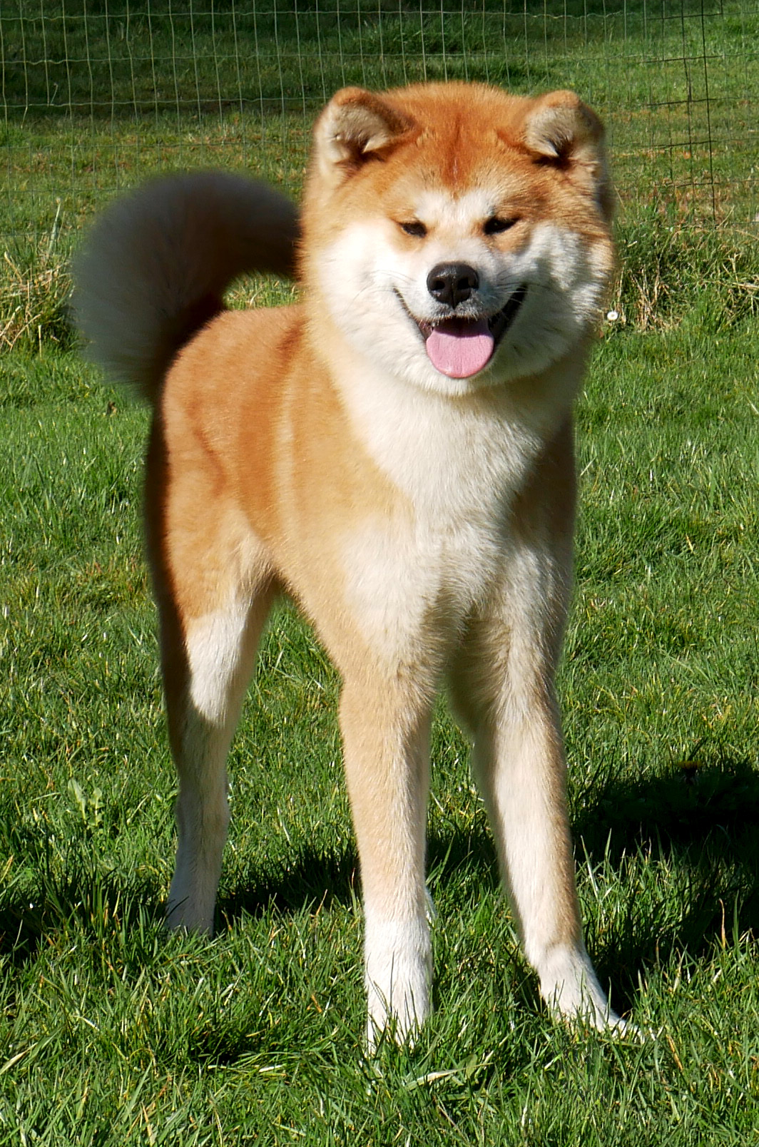 Kanako, femelle Akita Inu adulte à l'adoption