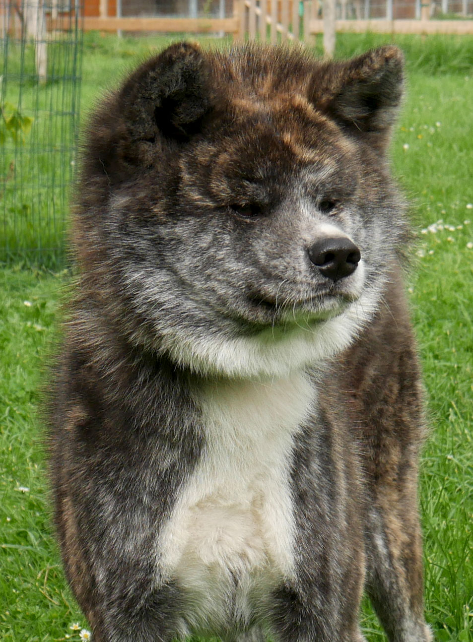 Shina, Femelle Akita Inu, à placer pour une retraite bien méritée