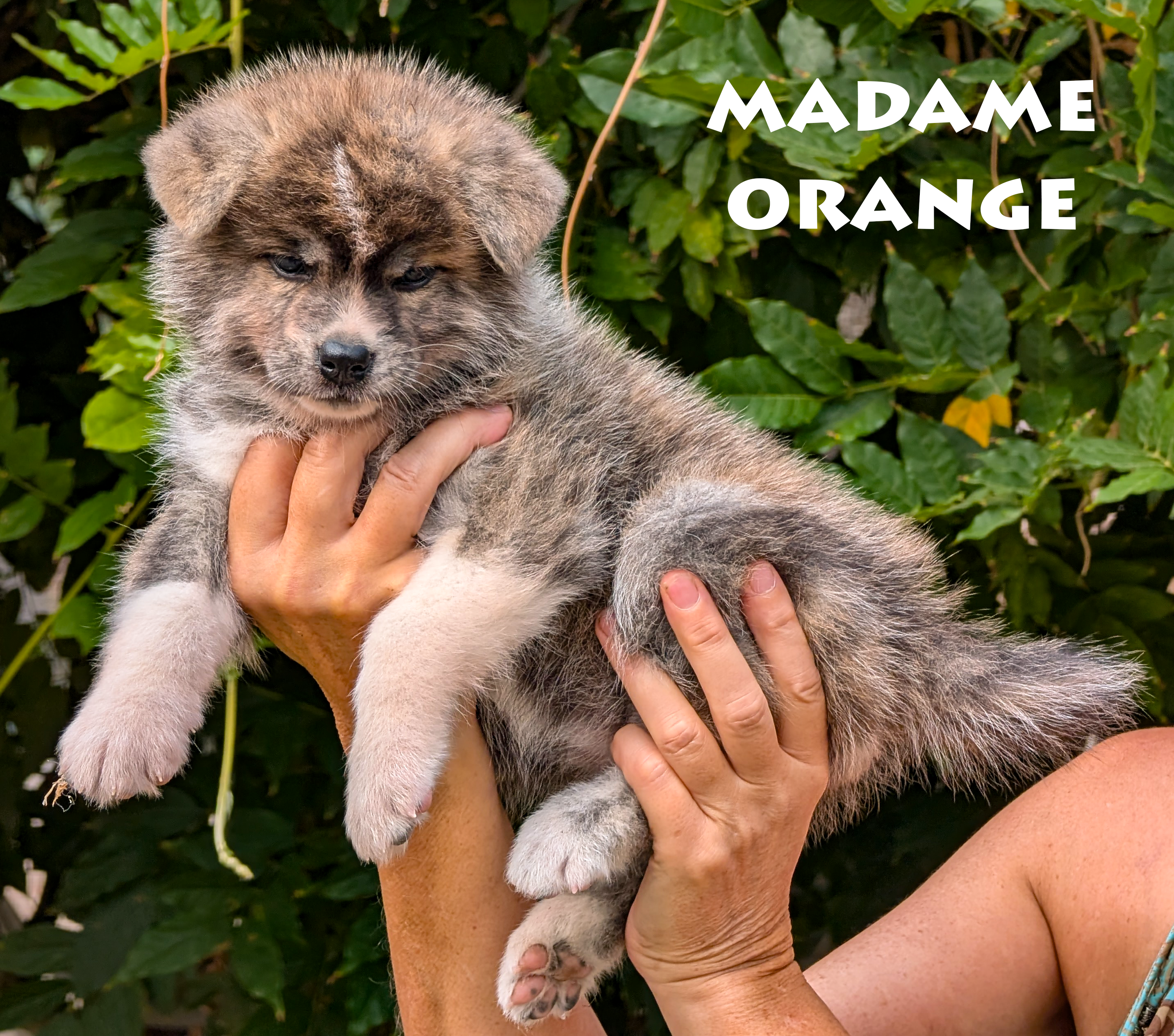 Chiot Akita Inu bringé ägé de 6 semaines. Photo en extérieur, pose professionnelle, par Akita Imperial