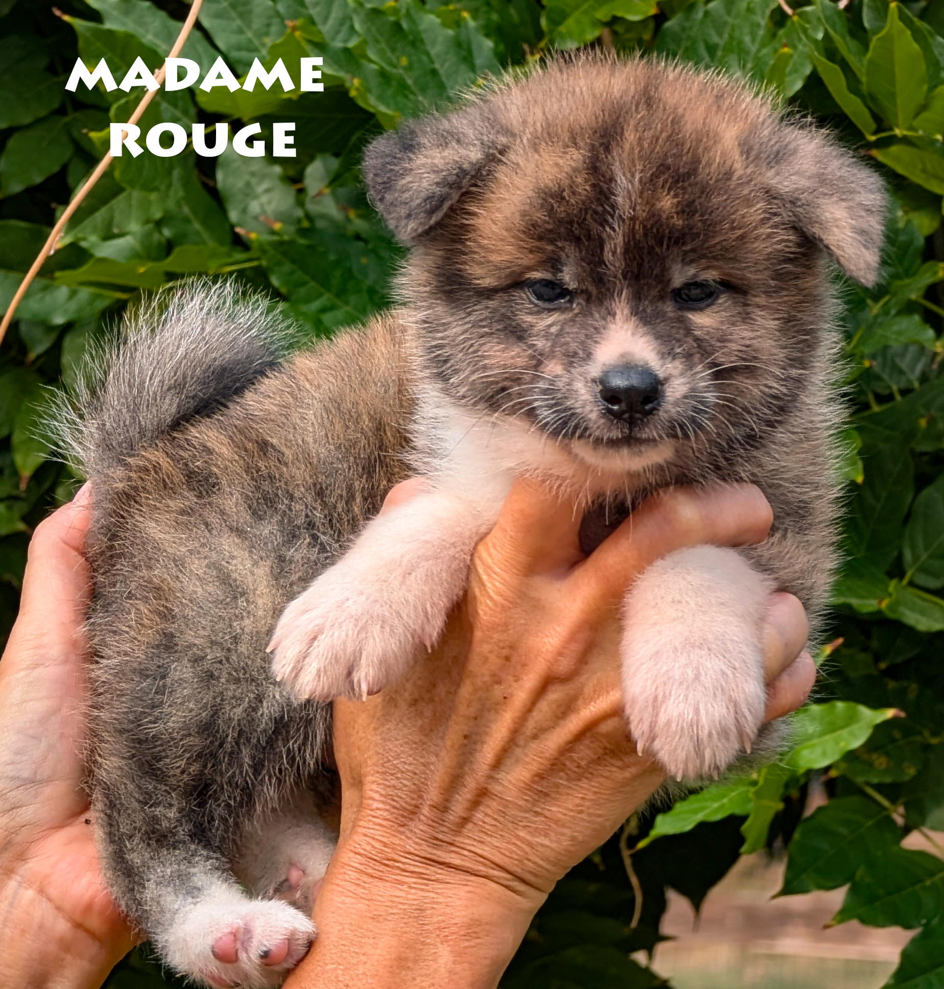 Chiot Akita Inu bringé ägé de 6 semaines. Photo en extérieur, pose professionnelle, par Akita Imperial