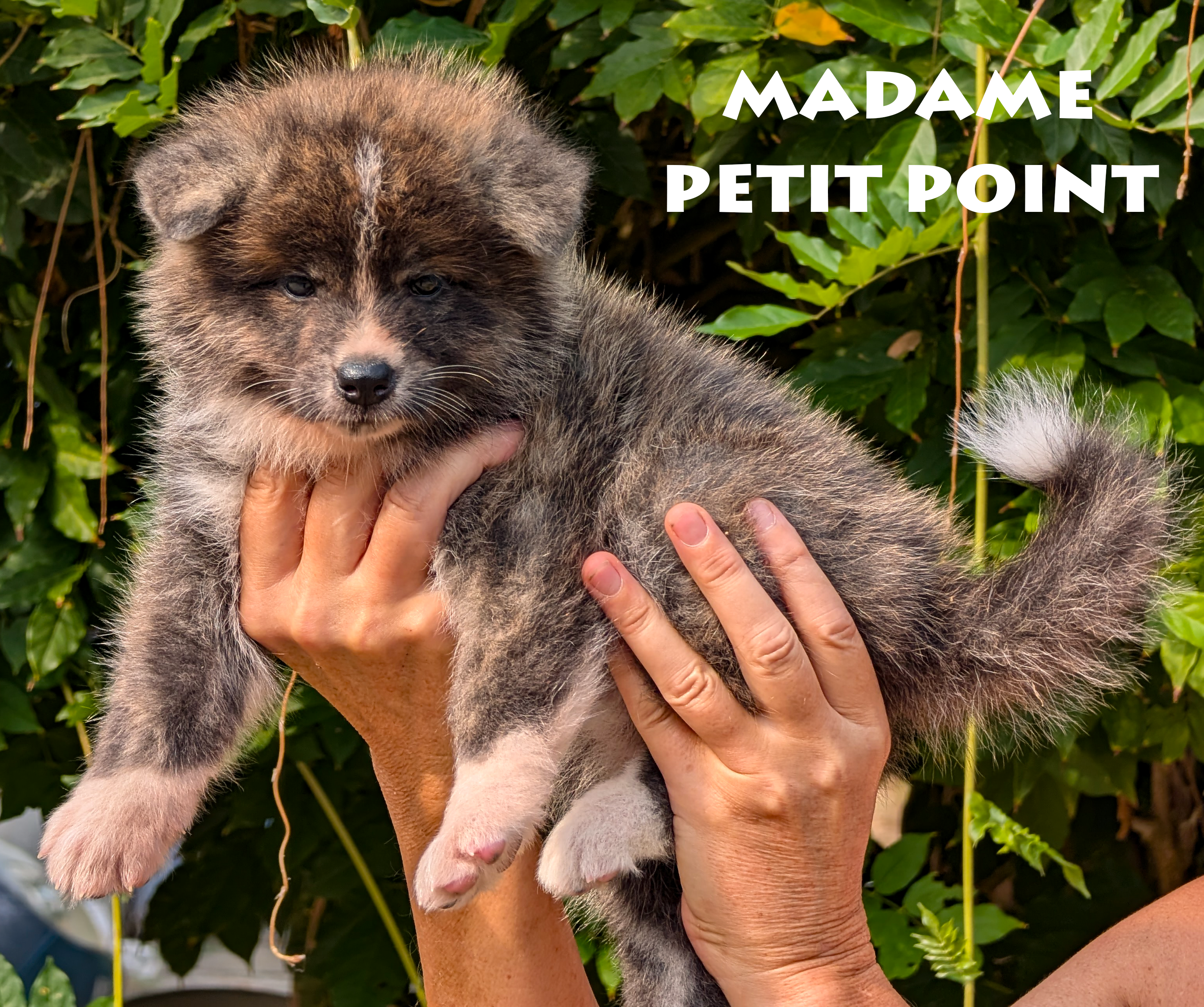 Chiot Akita Inu bringé ägé de 6 semaines. Photo en extérieur, pose professionnelle, par Akita Imperial