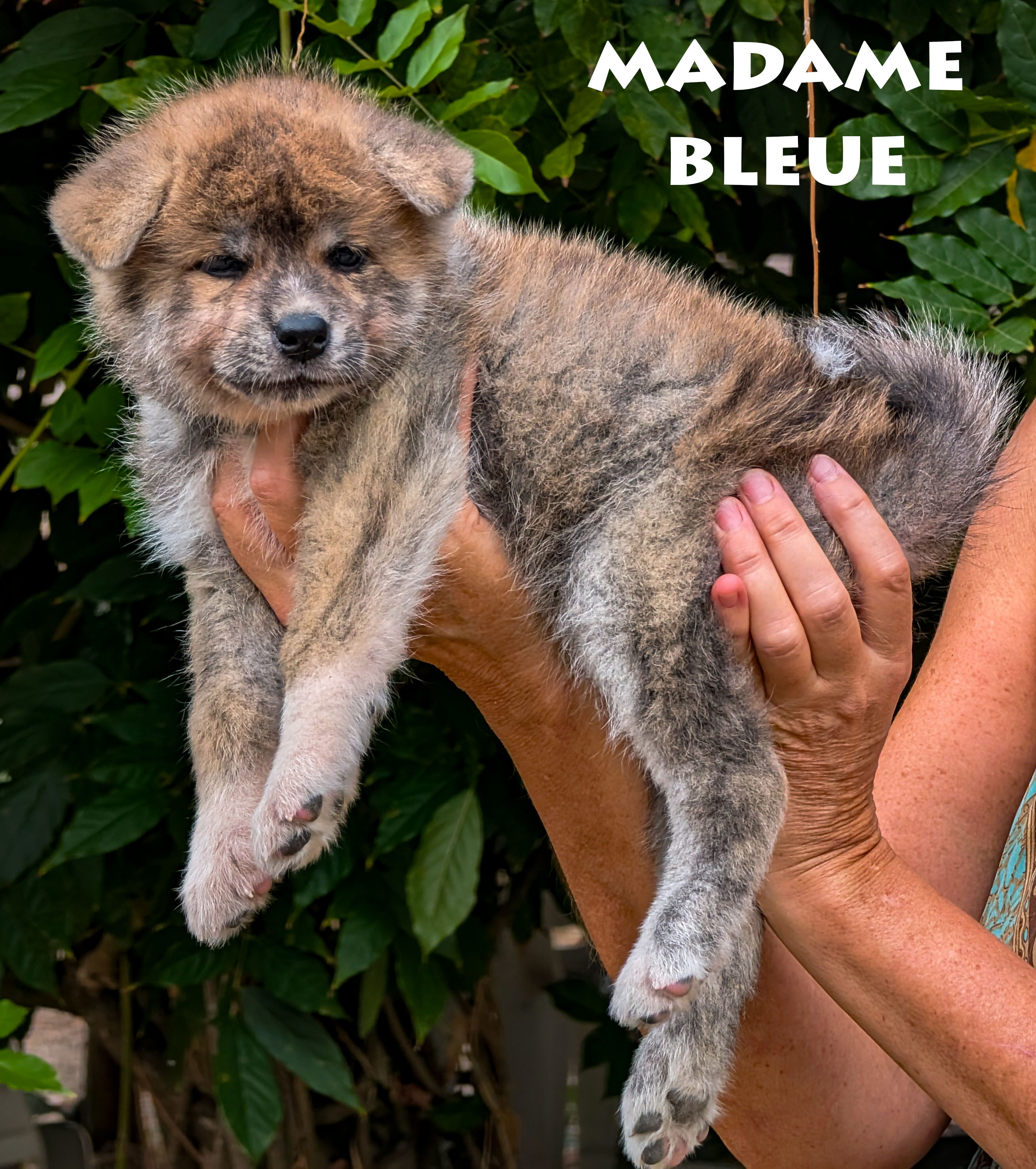 Chiot Akita Inu bringé ägé de 6 semaines. Photo en extérieur, pose professionnelle, par Akita Imperial