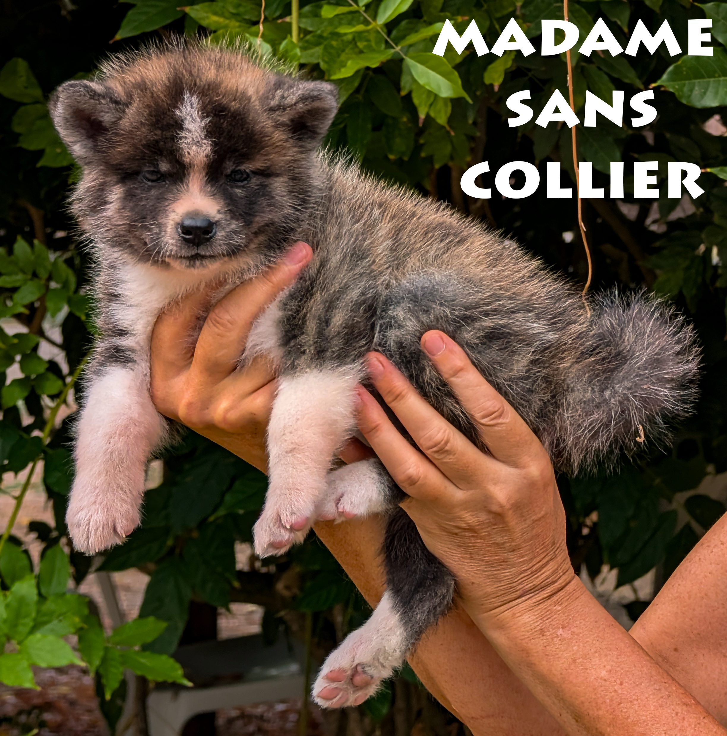 Chiot Akita Inu bringé ägé de 6 semaines. Photo en extérieur, pose professionnelle, par Akita Imperial