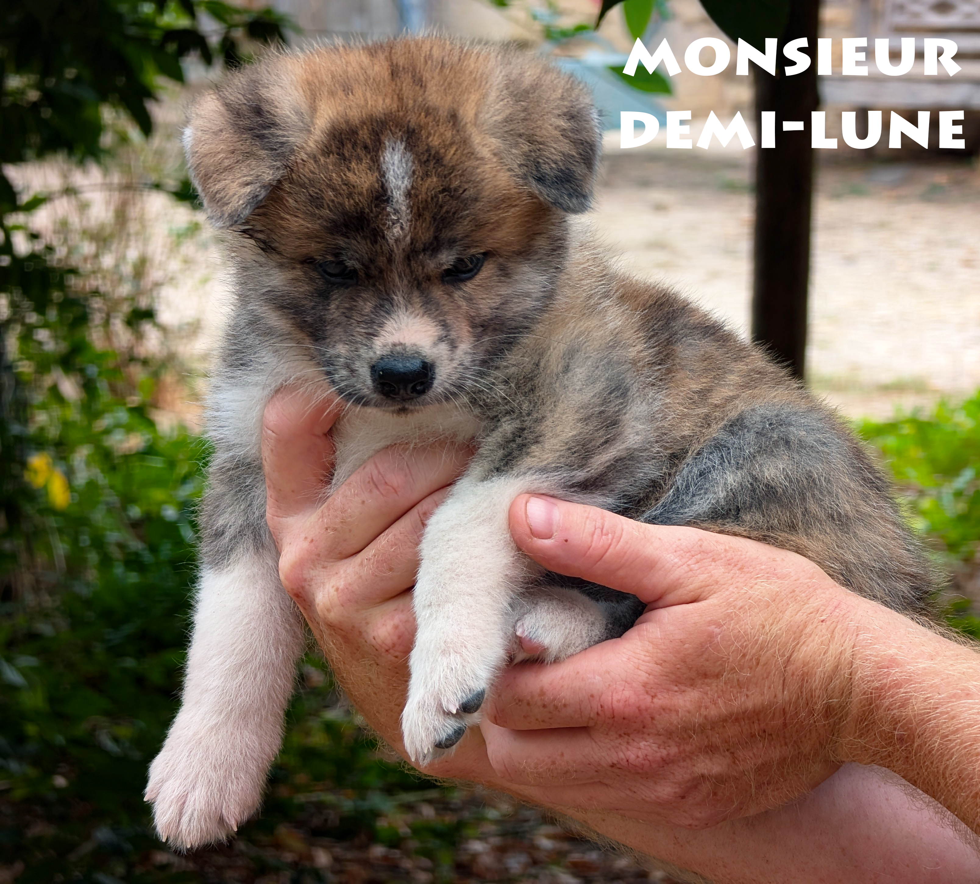 Chiot Akita Inu bringé ägé de 6 semaines. Photo en extérieur, pose professionnelle, par Akita Imperial