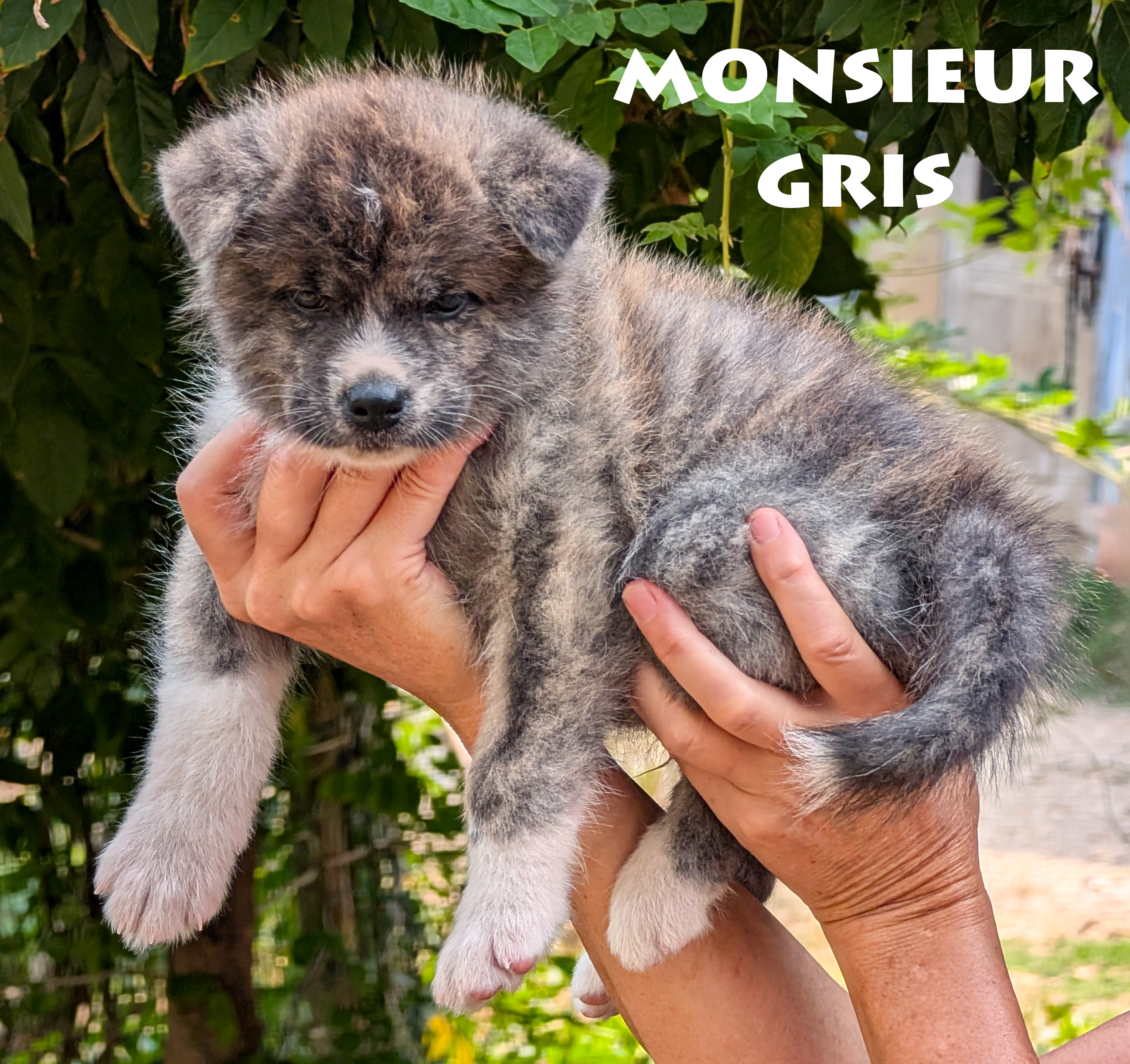 Chiot Akita Inu bringé ägé de 6 semaines. Photo en extérieur, pose professionnelle, par Akita Imperial