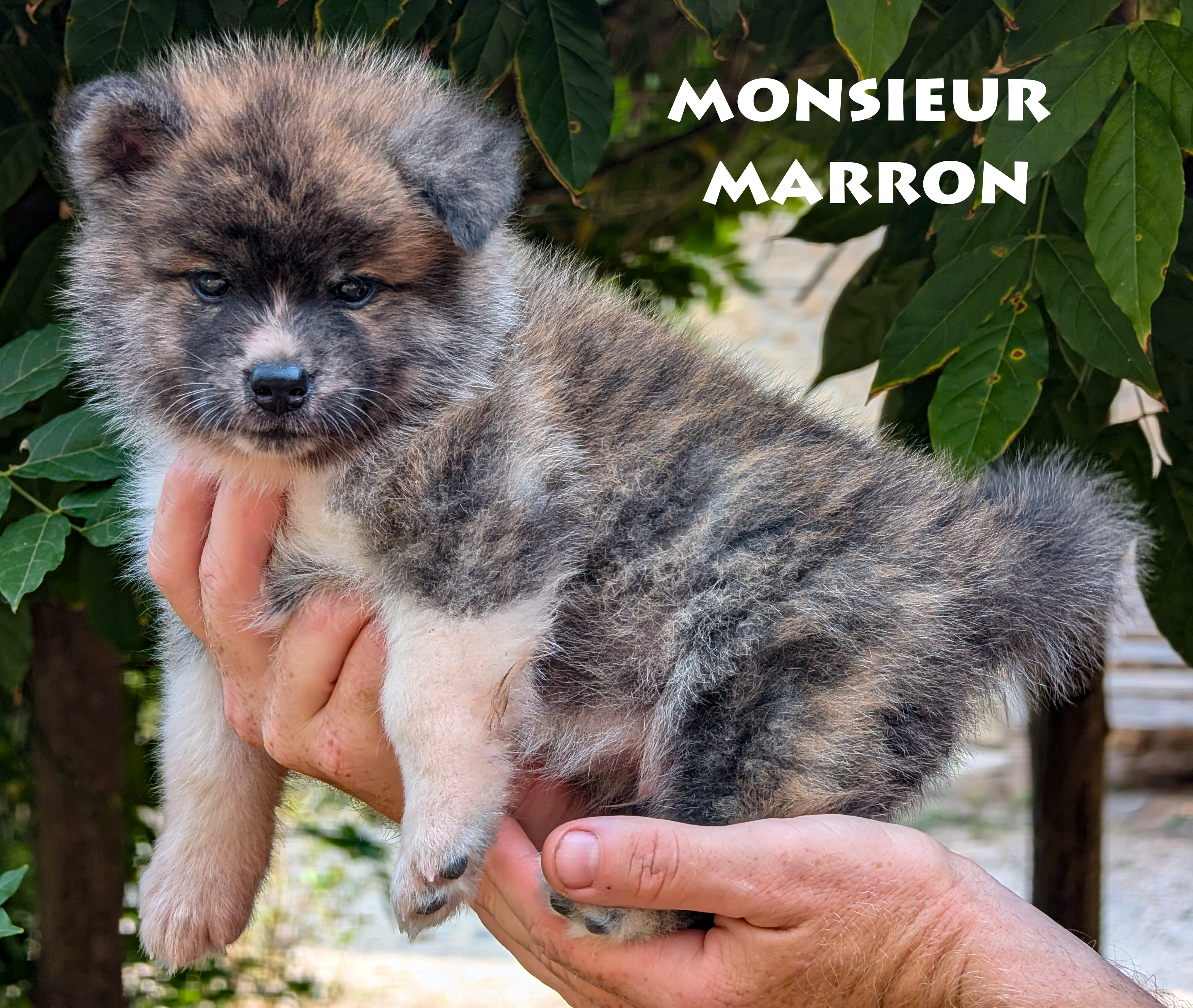 Chiot Akita Inu bringé ägé de 6 semaines. Photo en extérieur, pose professionnelle, par Akita Imperial