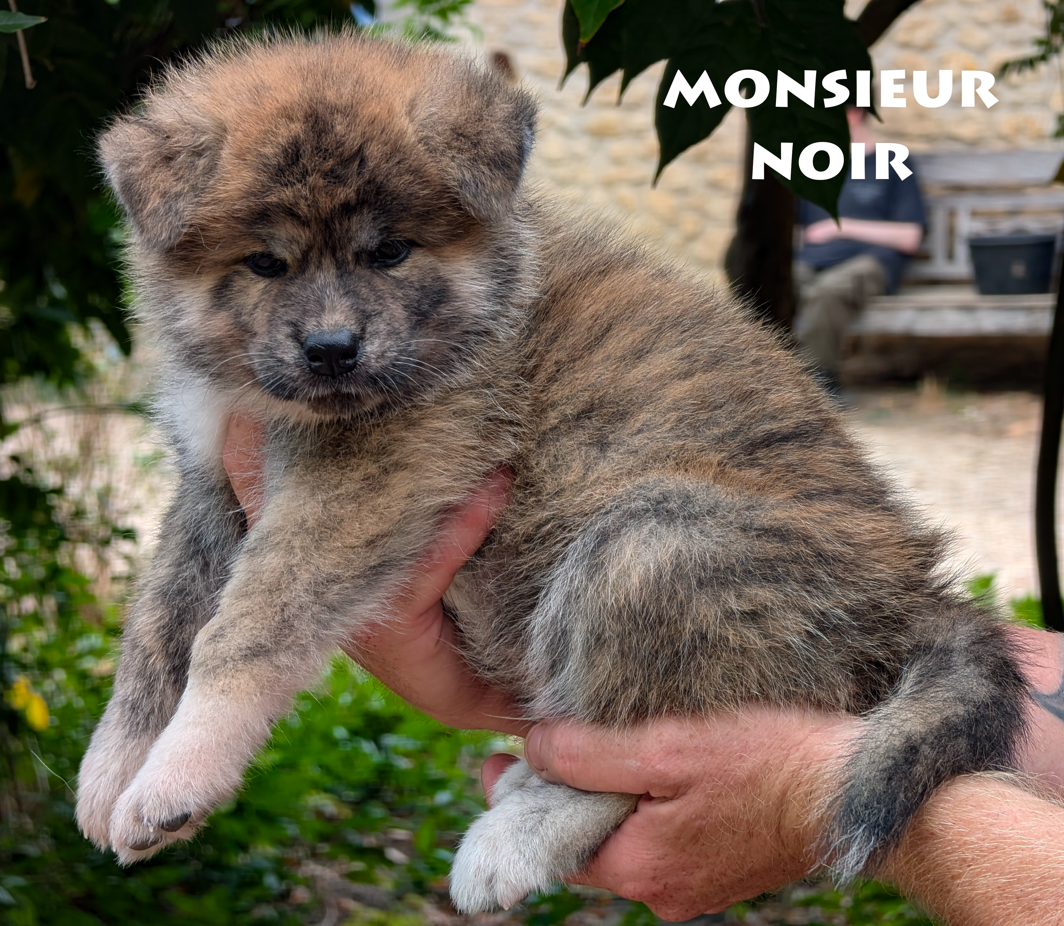 Chiot Akita Inu bringé ägé de 6 semaines. Photo en extérieur, pose professionnelle, par Akita Imperial
