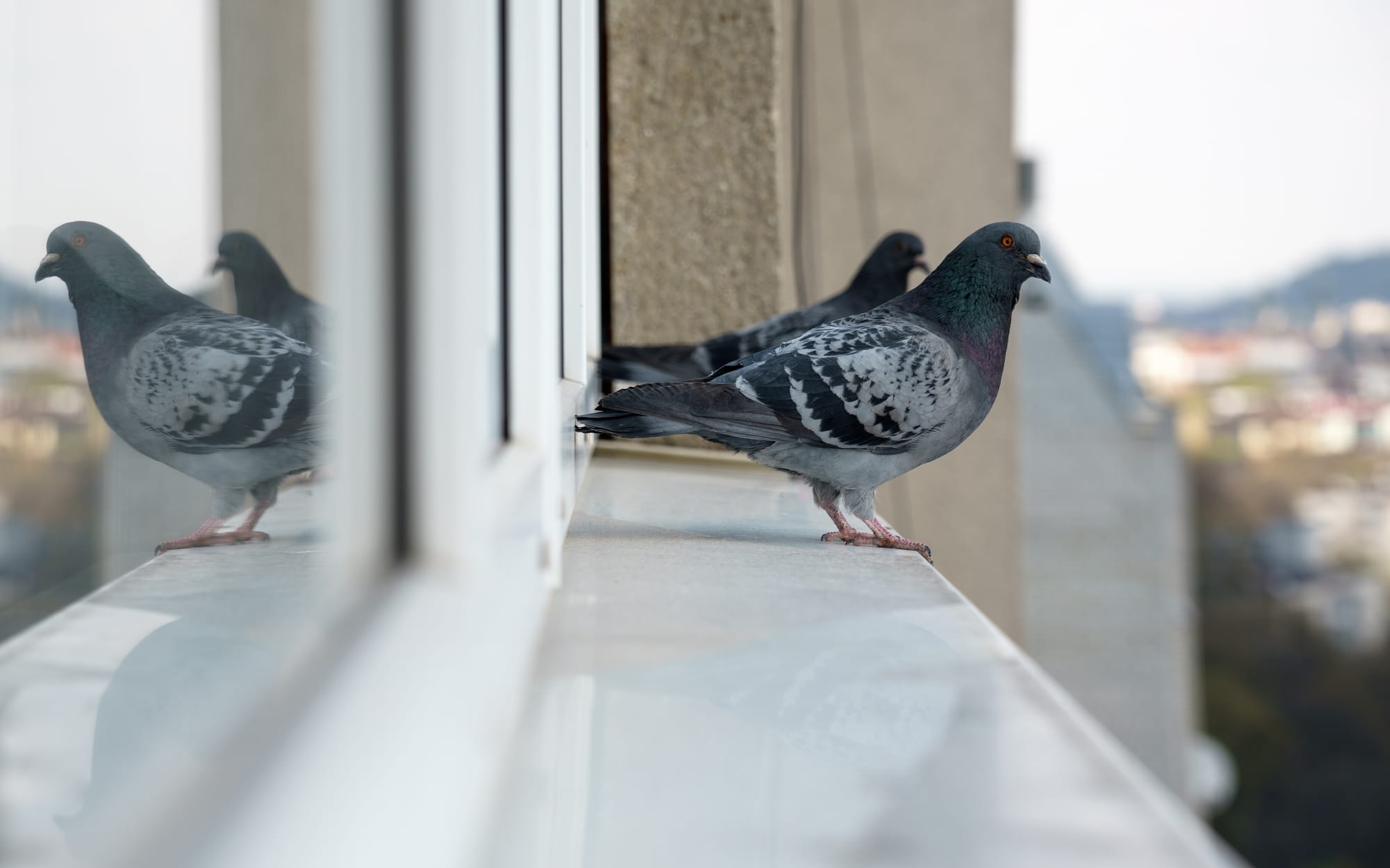 Eloignement des pigeons à Montpellier