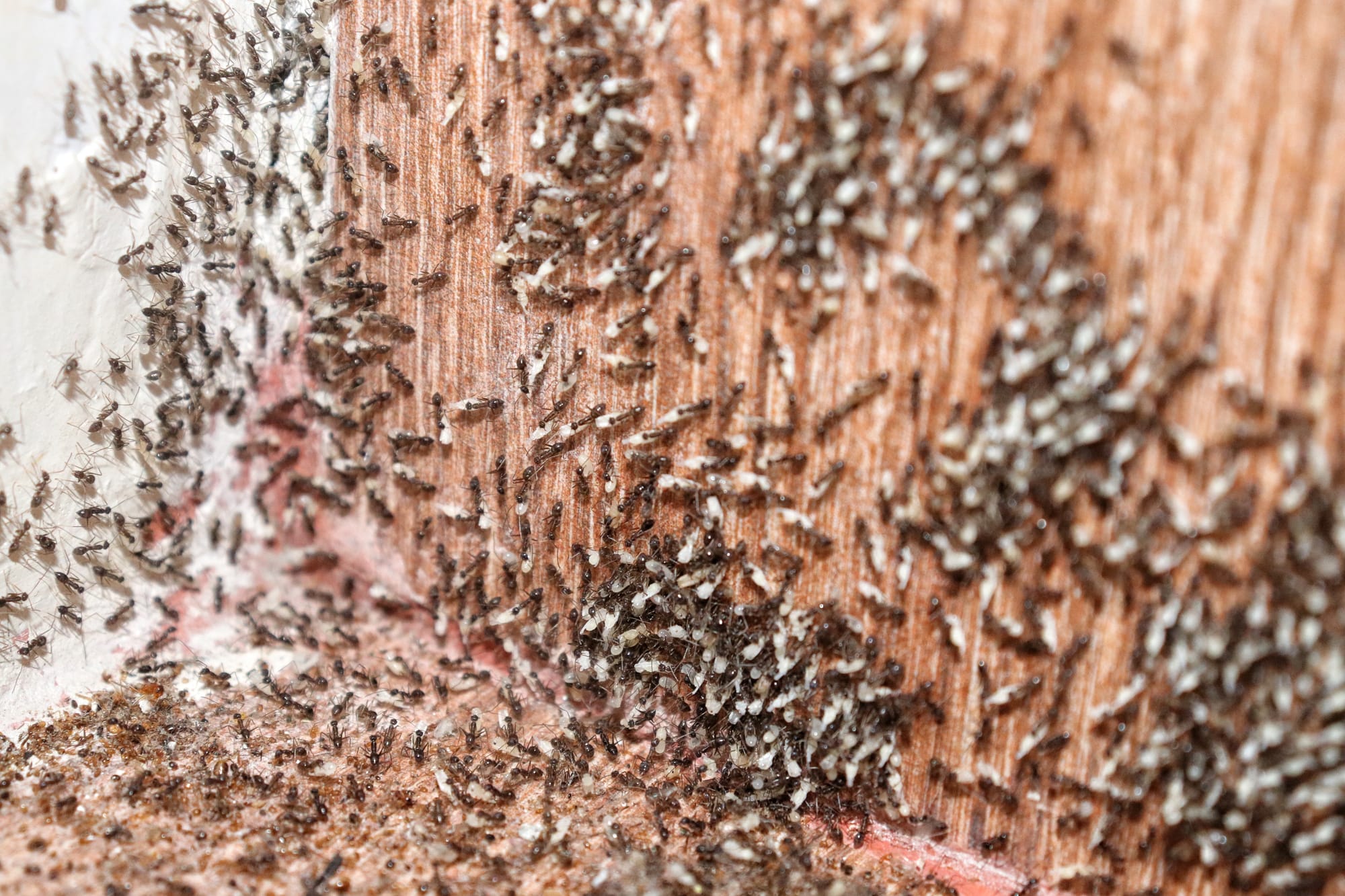 Gestion des infestations de fourmis : Solutions pour municipalités et collectivités