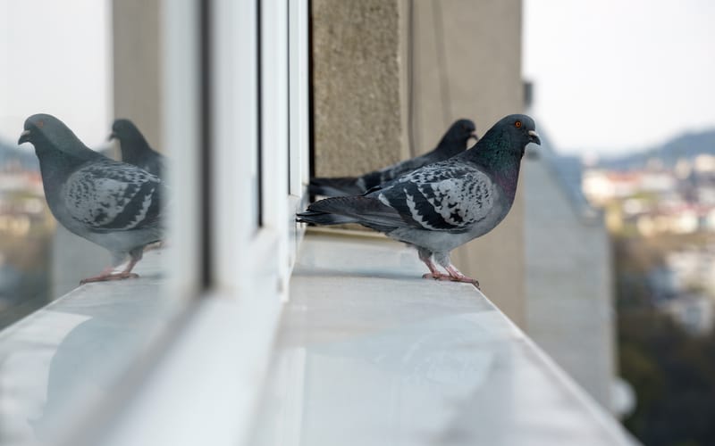 Eloignement des pigeons à Montpellier