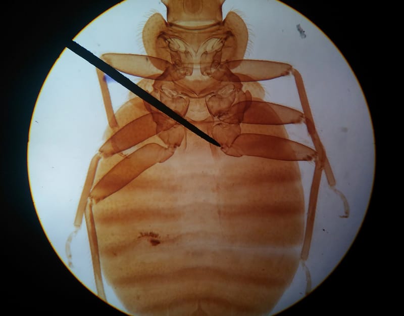 Punaises de lit : Eclairage sur la résistance aux traitements chimiques