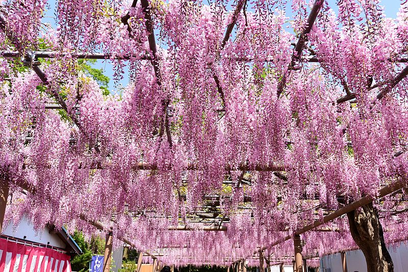 fuji-matsuri-kounan