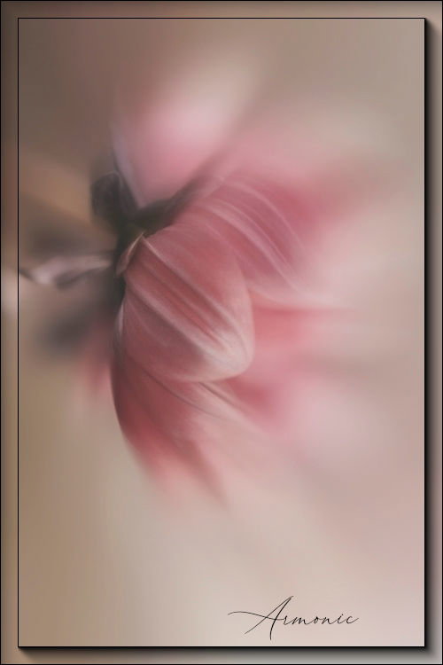Pivoine
