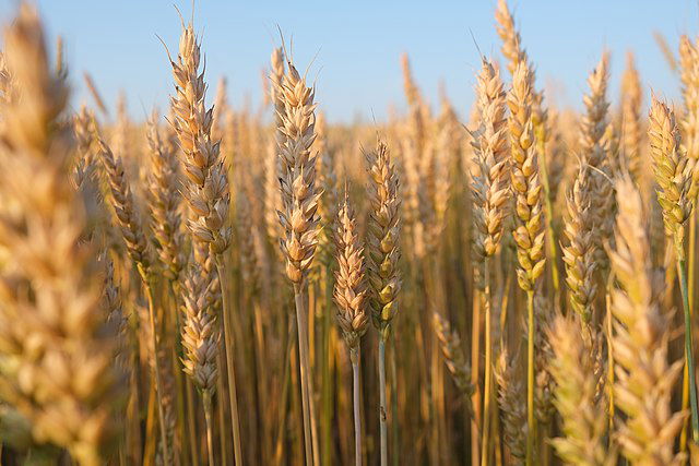 The Fate of the Seeds and the Weeds