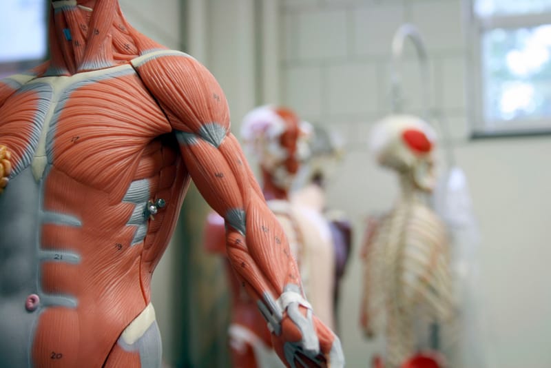 Advanced Anatomy and Fascial Systems