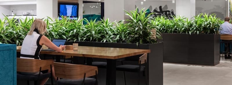 De ce sa avem plante in spatiile interioare?