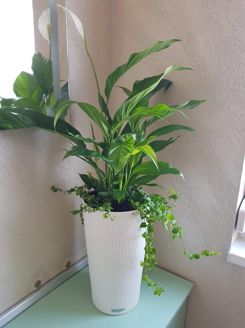 5 Nevoi fundamentale ale plantelor