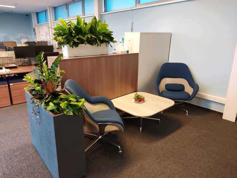 De ce să angajezi un specialist în amenajarea cu plante de interior?