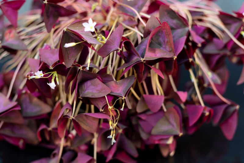 Cum să pregătim plantele de interior pentru sezonul rece