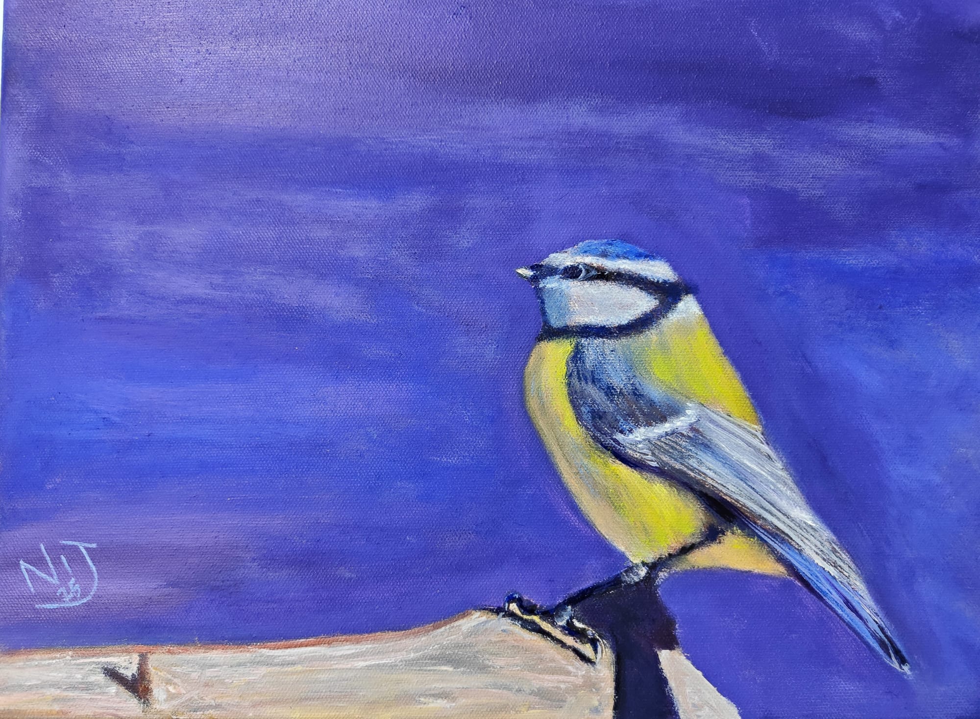 Garden Blue Tit