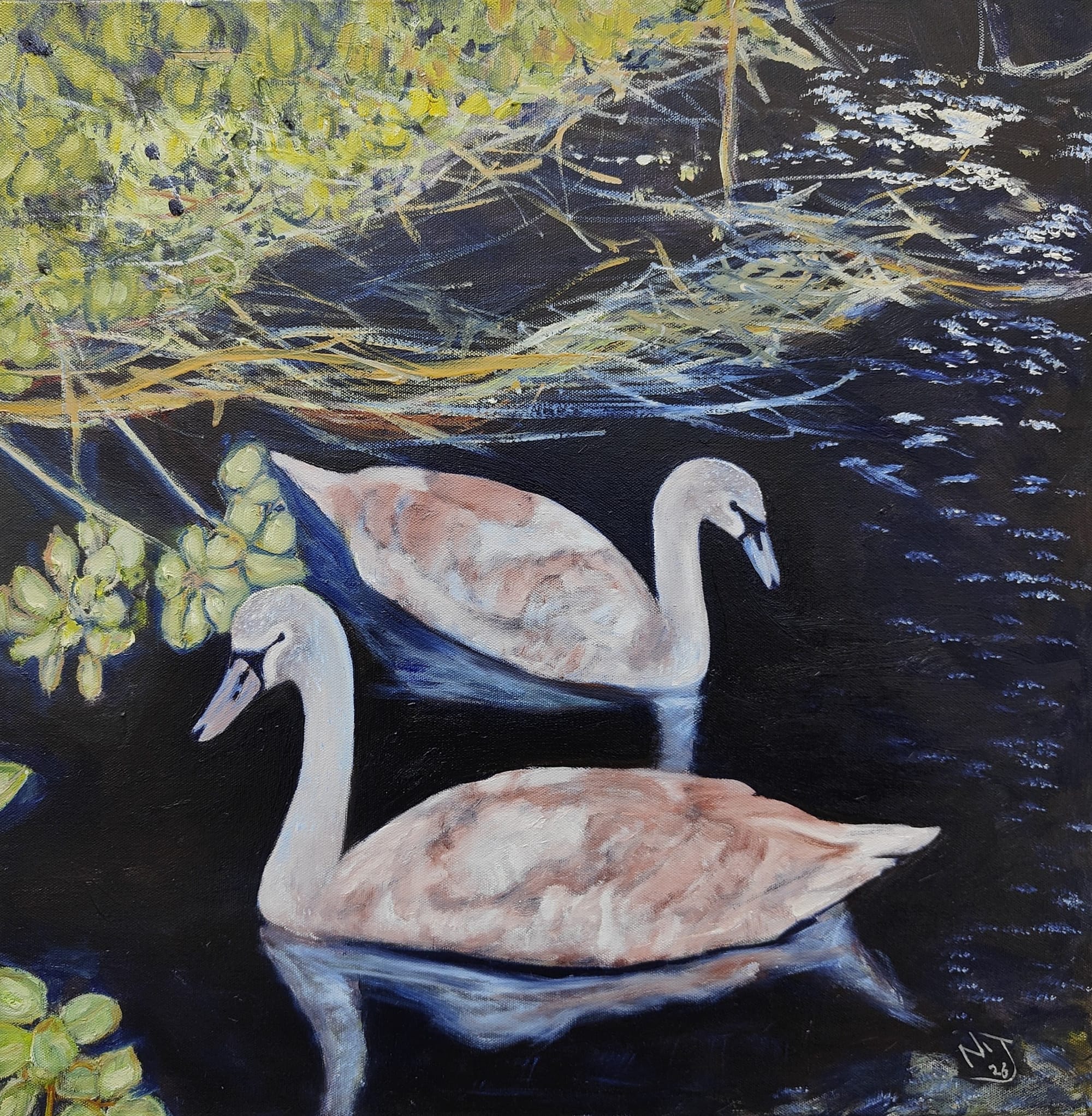 Juvenile Swans: Victoria Park