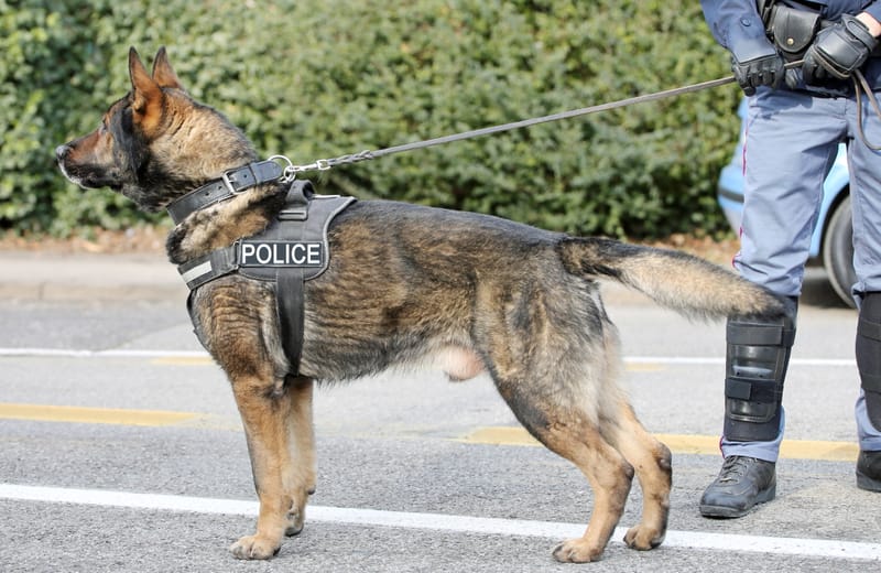 K9-UNITS