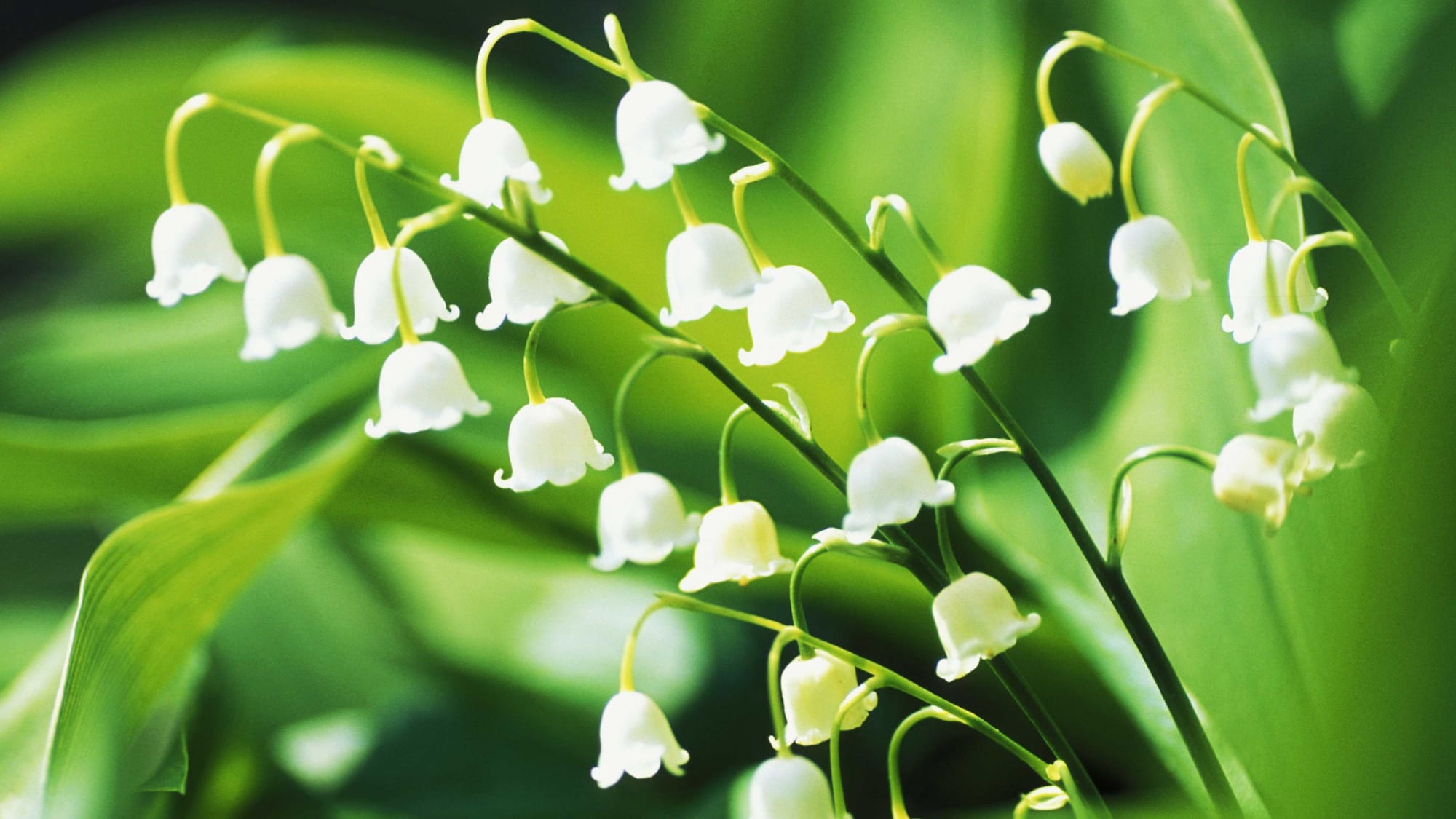 Some lily of the valley for good luck