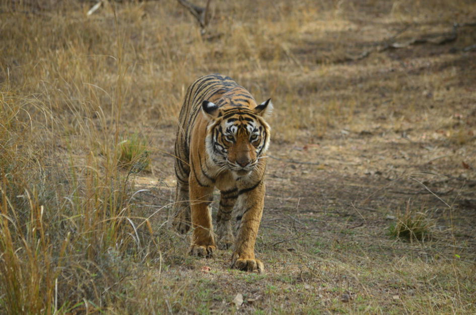 Into the Wild: Exploring India's Spectacular National Parks and Wildlife