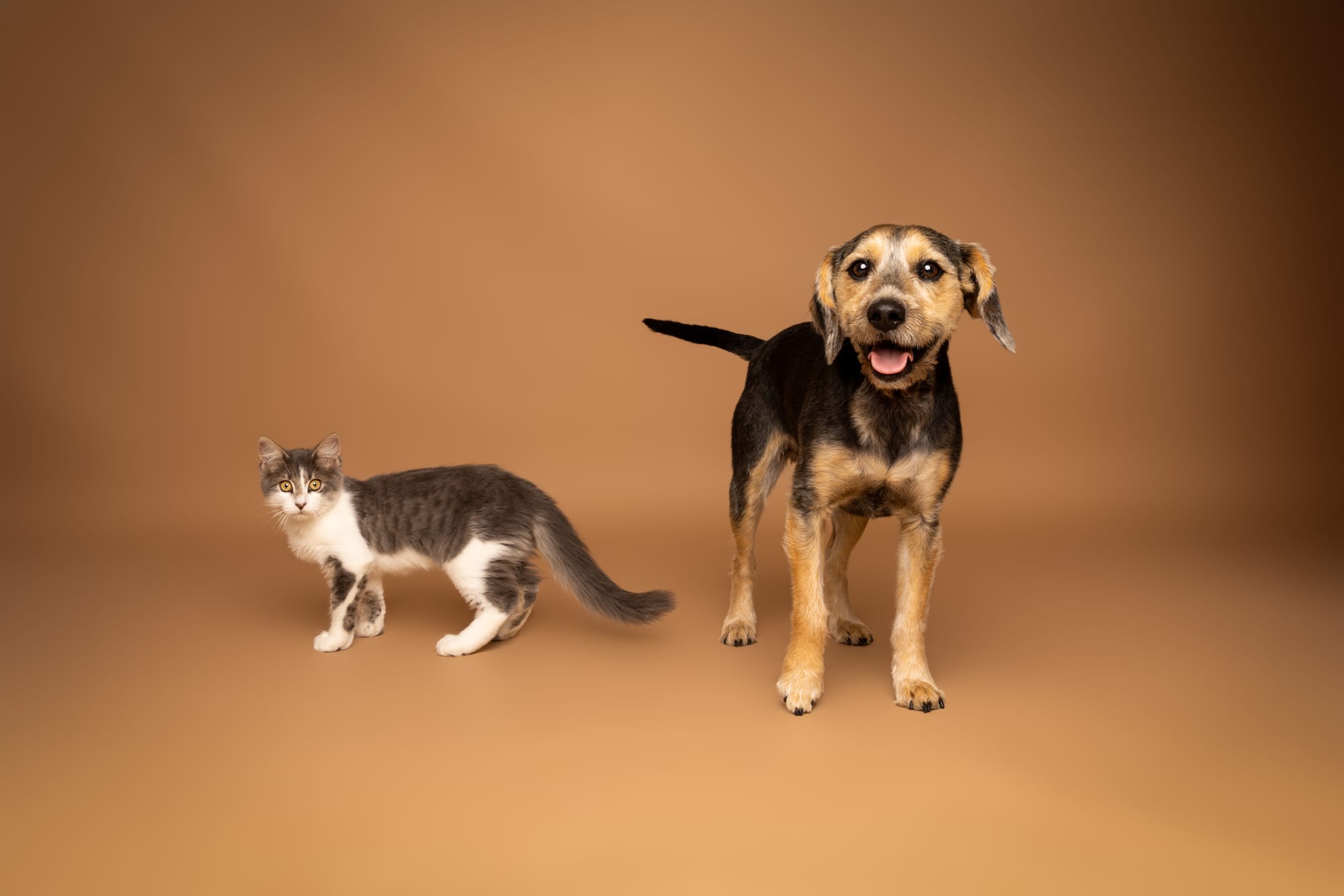 Interspecies Communication