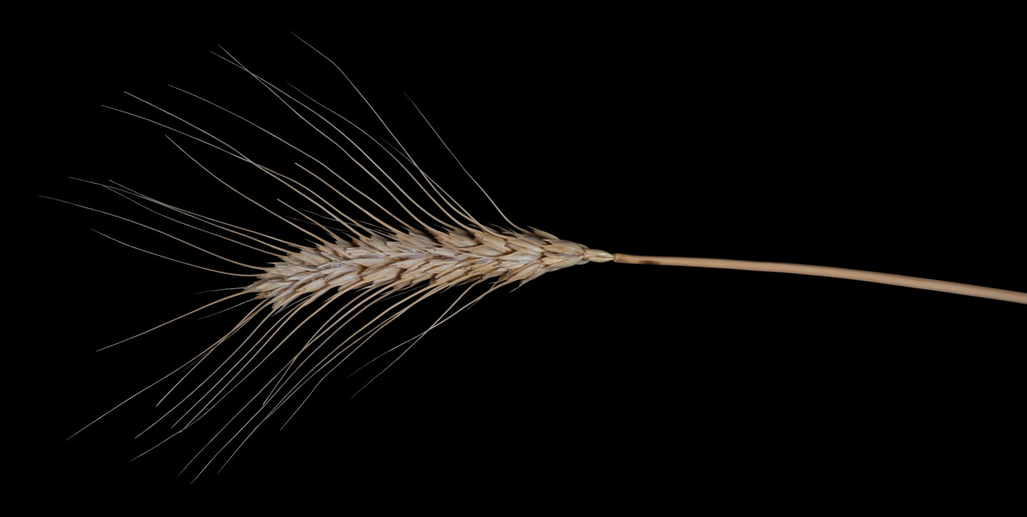 Eradicating Placelessness Trough Macrobiotics