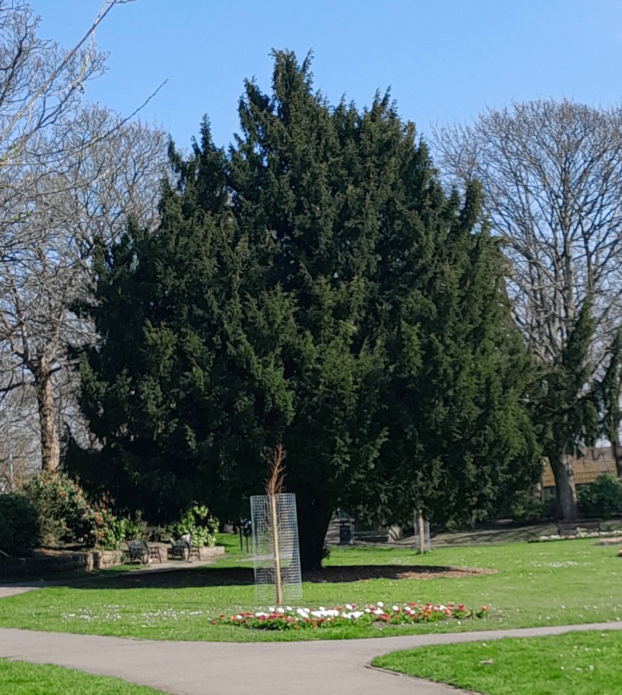 The Yew Tree