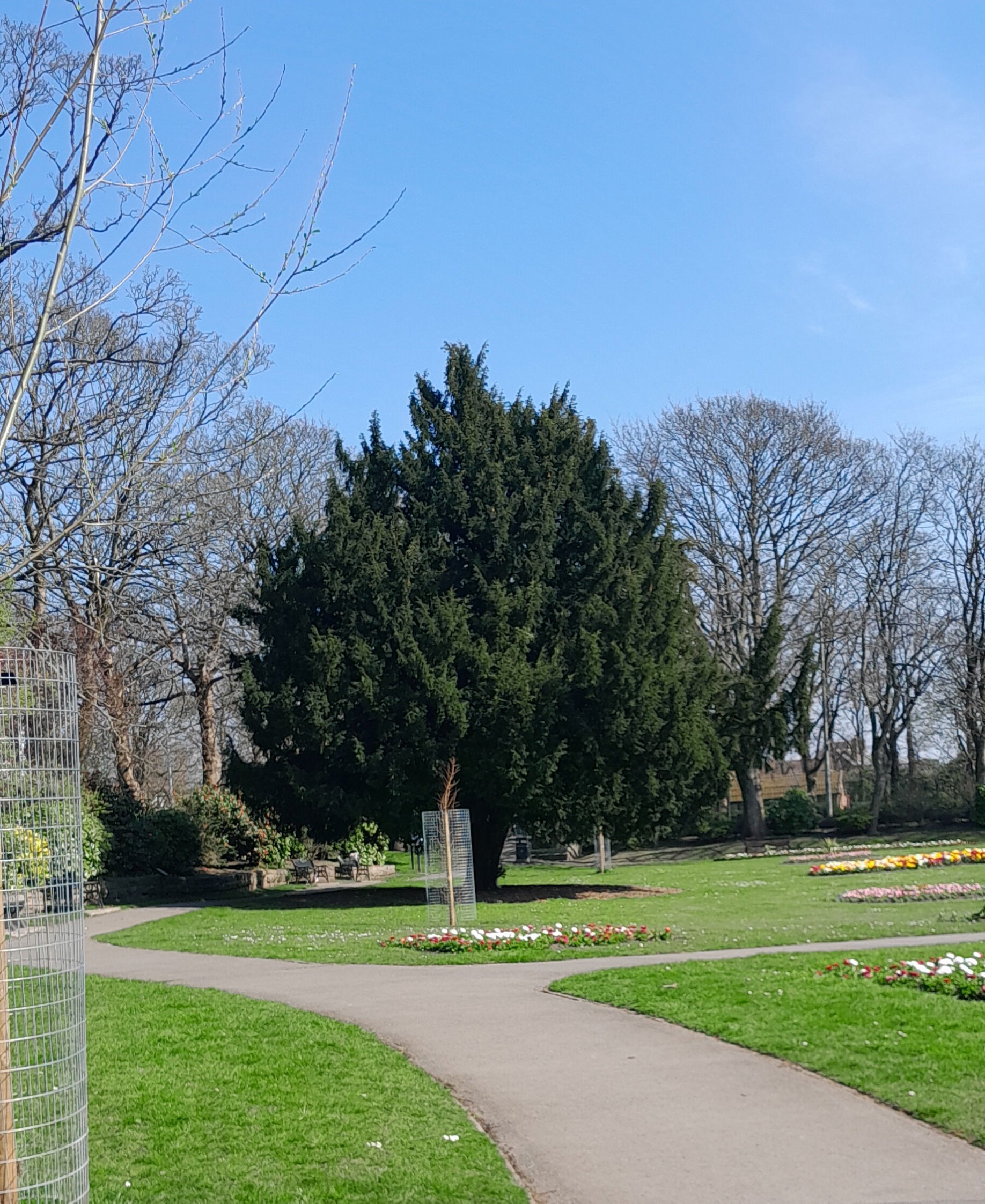 The Yew Tree