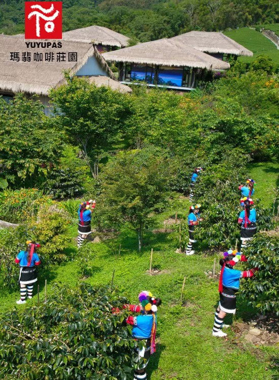 阿里山優遊吧斯瑪翡咖啡莊園                                      Alishan YUYUPAS Mafe Coffee Estate