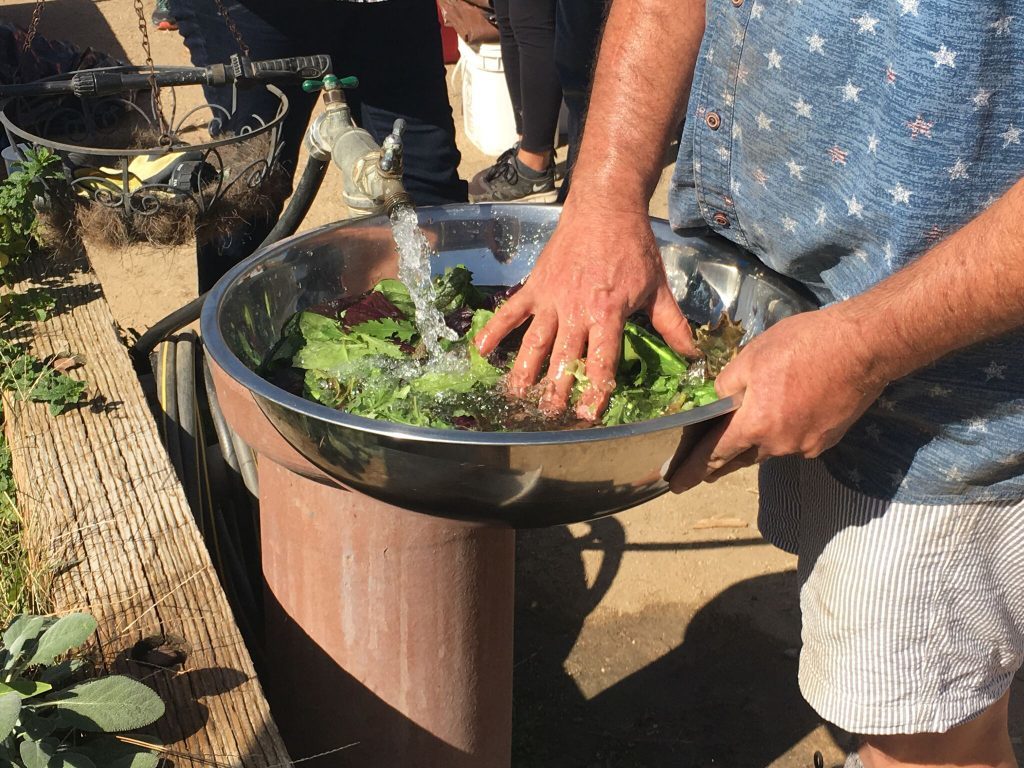 Rinsing salad greens