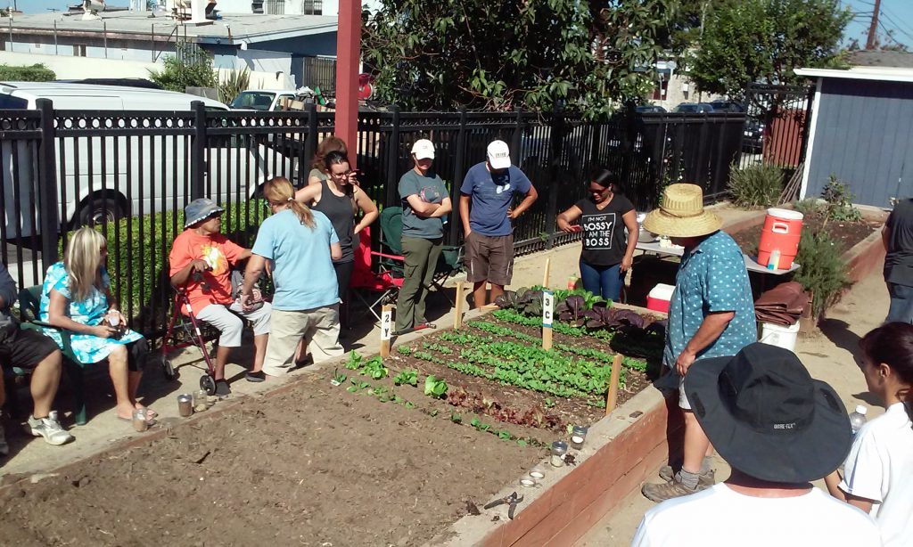 Planting a salad garden