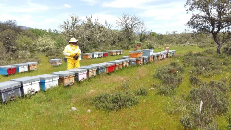 🏡 INSTALACIÓN Y MANTENIMIENTO DE APIARIOS