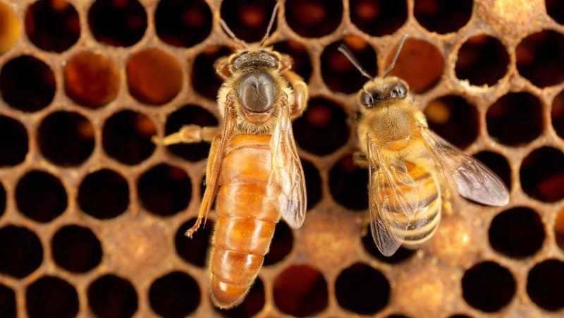 🐝 CRÍA Y VENTA DE ABEJAS REINAS Y NÚCLEOS