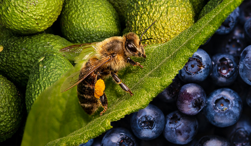 🌸 SERVICIOS DE POLINIZACIÓN PARA AGRICULTORES