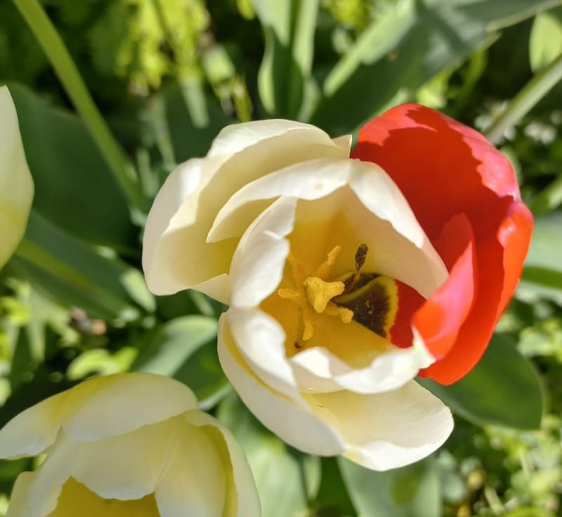 Kiffetonzen pour les personnes sensibles image