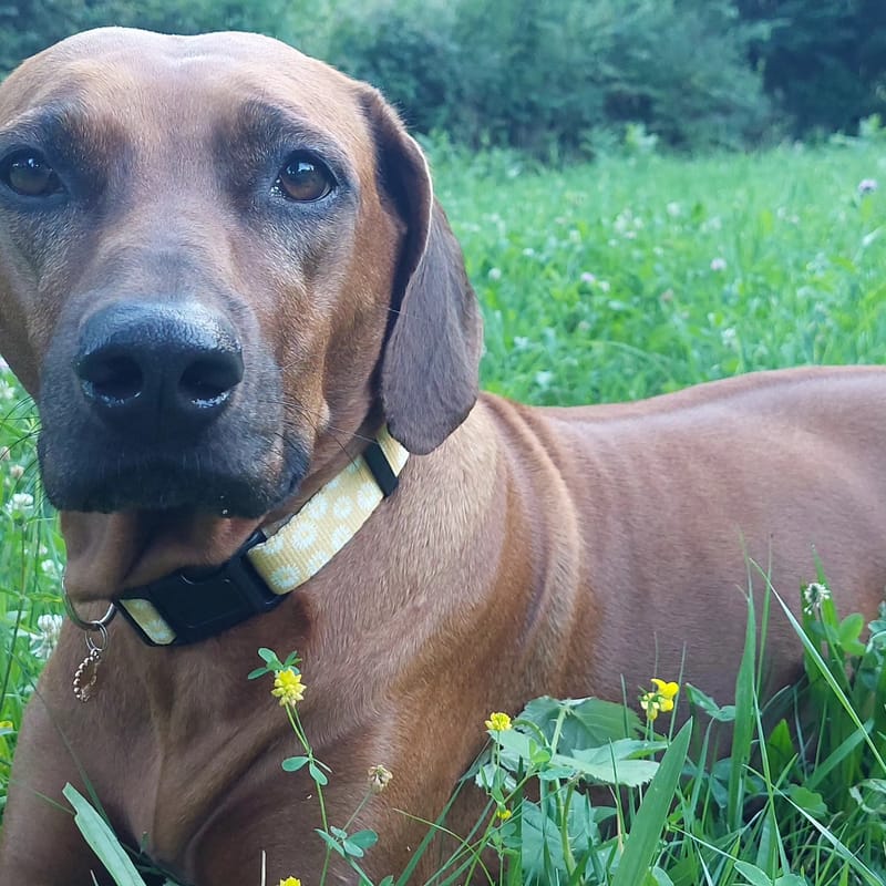 Happy birthday D Litter