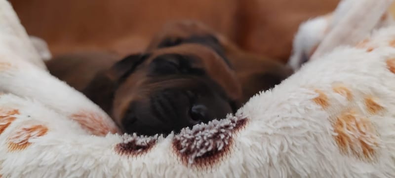 I Litter - first week